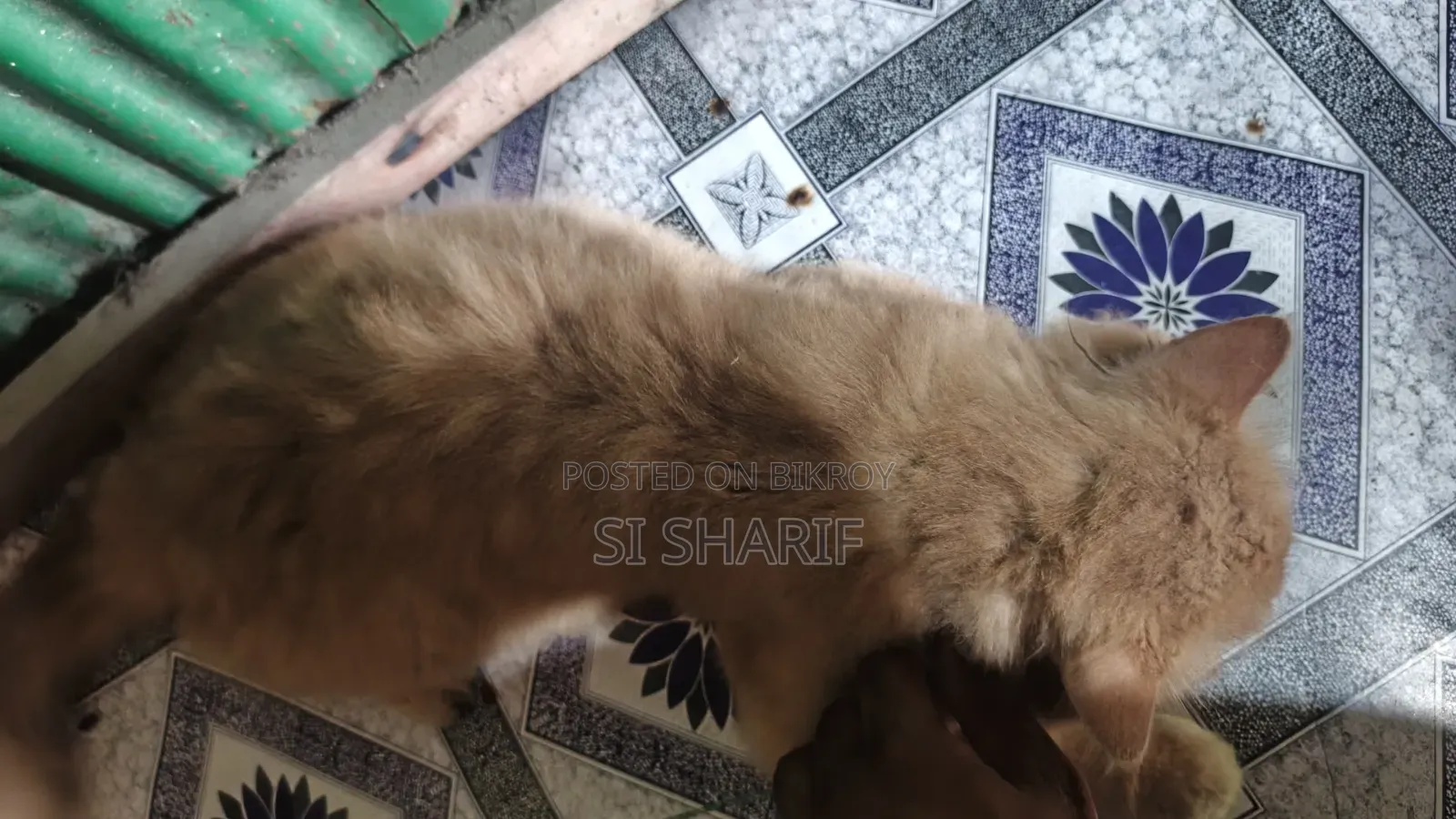6-12 Months Female Purebred Persian