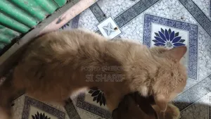6-12 Months Female Purebred Persian