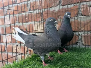 Naira Musaldam Pure Female 12 Dam / Male 13 Dam