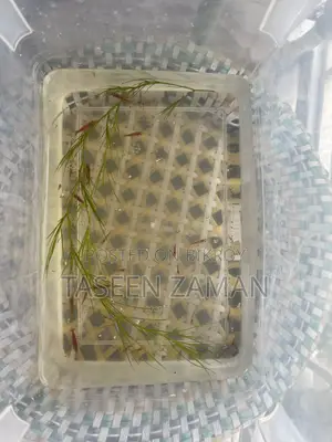 Emergency Shrimp Sale