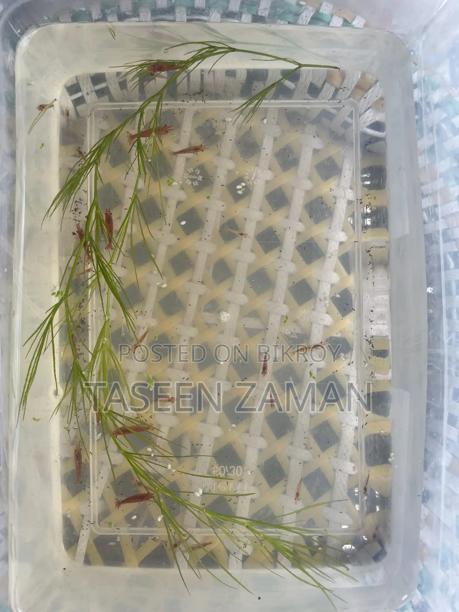 Emergency Shrimp Sale