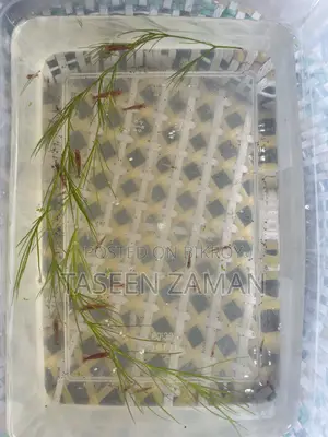 Emergency Shrimp Sale