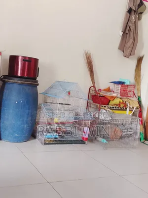 Bird Cage, A Briding Box,1pair Love Bird, And 7 Eggs Sell