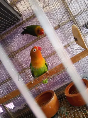 Green Opaline Split Ino Lovebird (Breeding Pair) – Bred 3 times