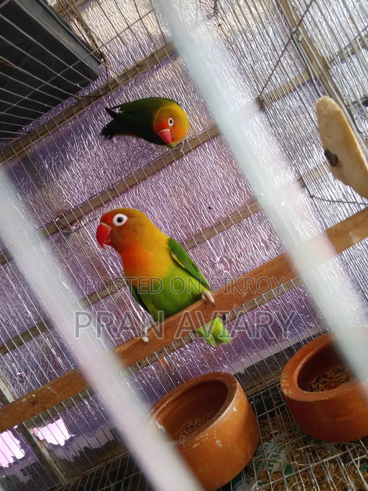 Green Opaline Split Ino Lovebird (Breeding Pair) – Bred 3 times