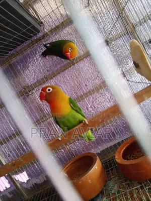 Green Opaline Split Ino Lovebird (Breeding Pair) – Bred 3 times