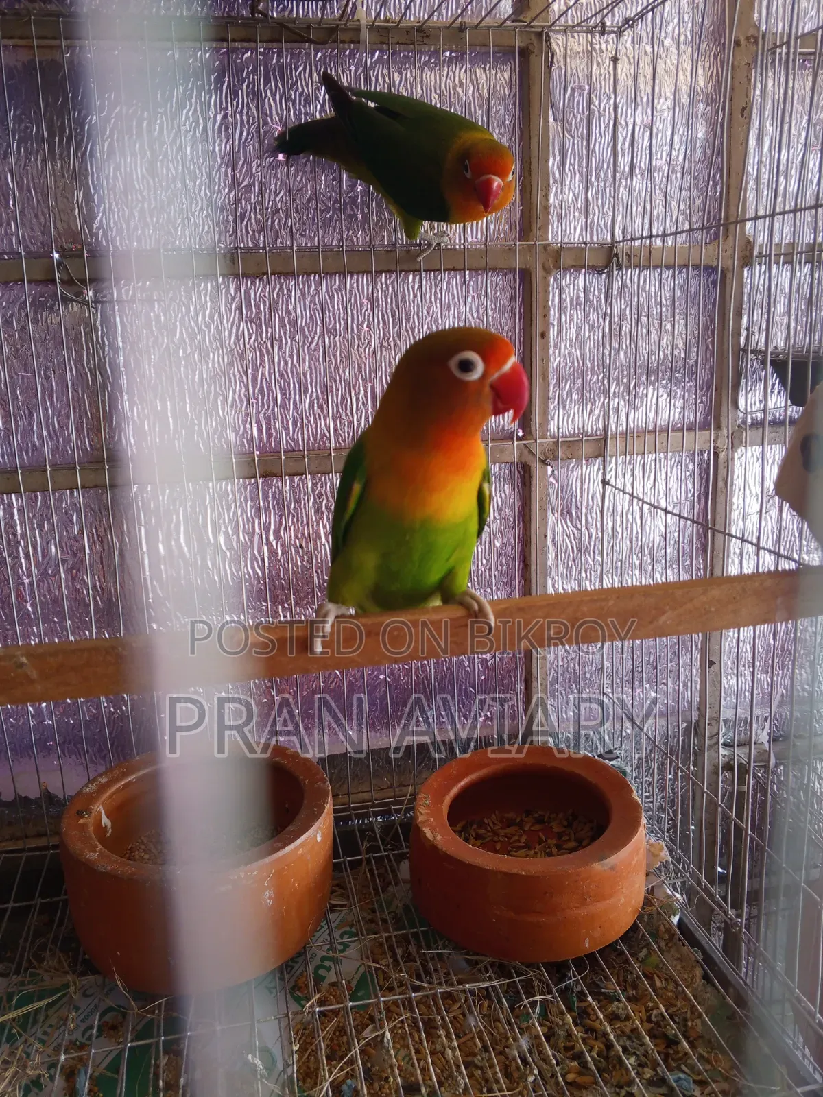 Green Opaline Split Ino Lovebird (Breeding Pair) – Bred 3 times