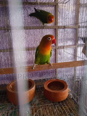 Green Opaline Split Ino Lovebird (Breeding Pair) – Bred 3 times