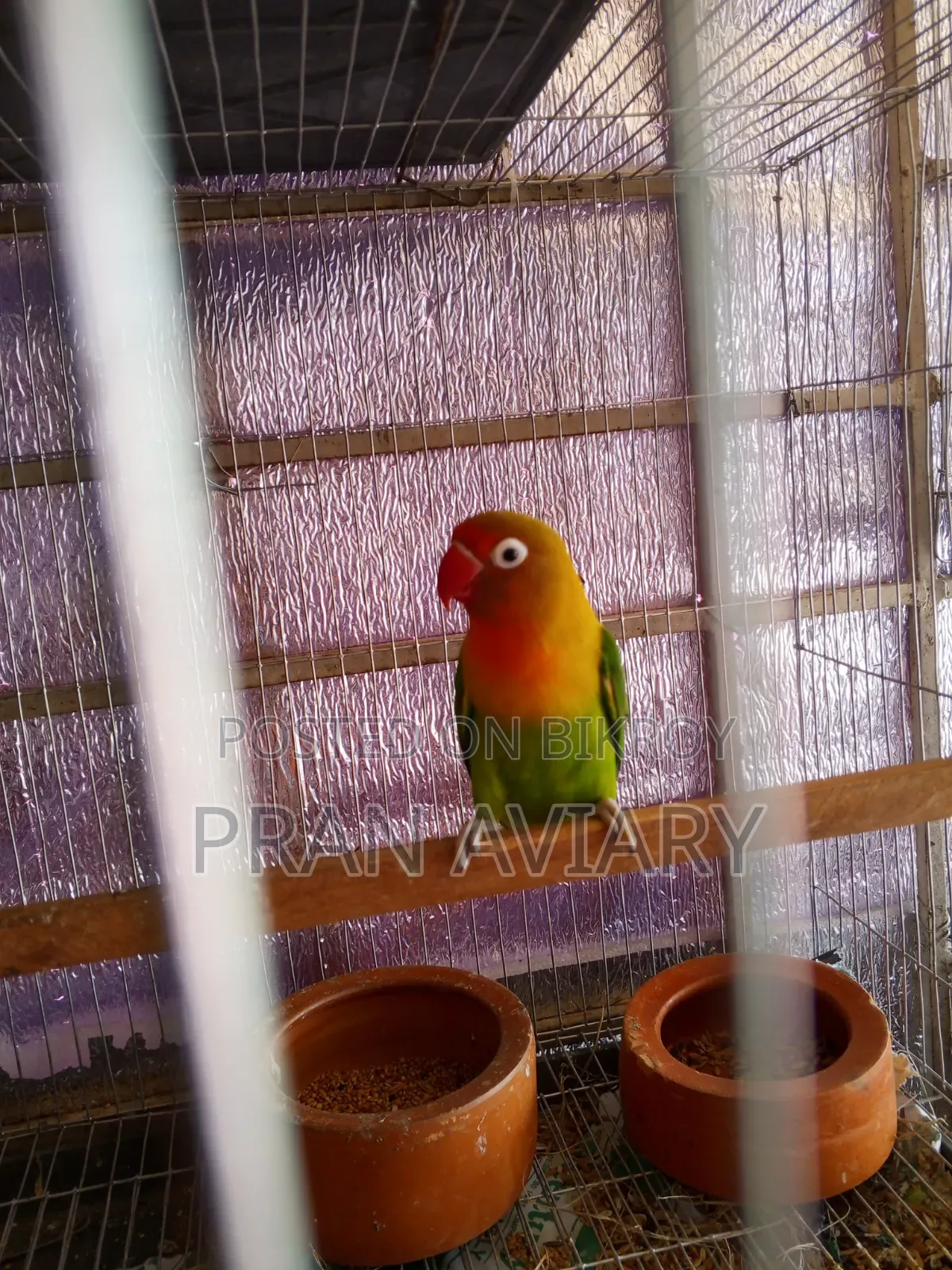 Green Opaline Split Ino Lovebird (Breeding Pair) – Bred 3 times