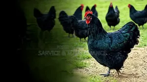 Need Black Australorp chicks