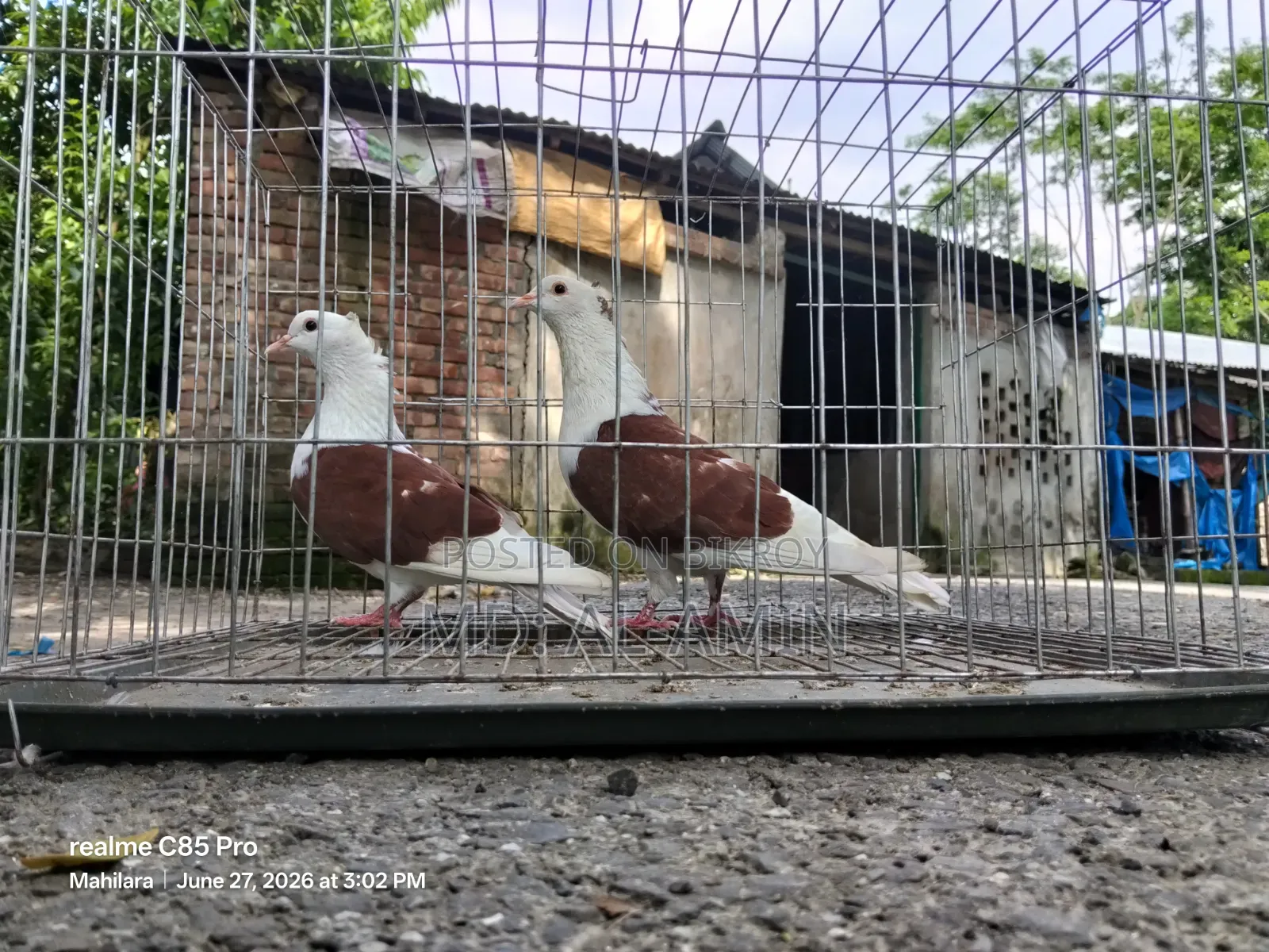 A pair of fresh Rajgolla pigeons. Price fixed.