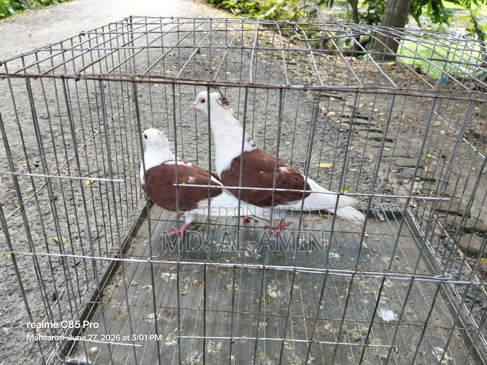 A pair of fresh Rajgolla pigeons. Price fixed.