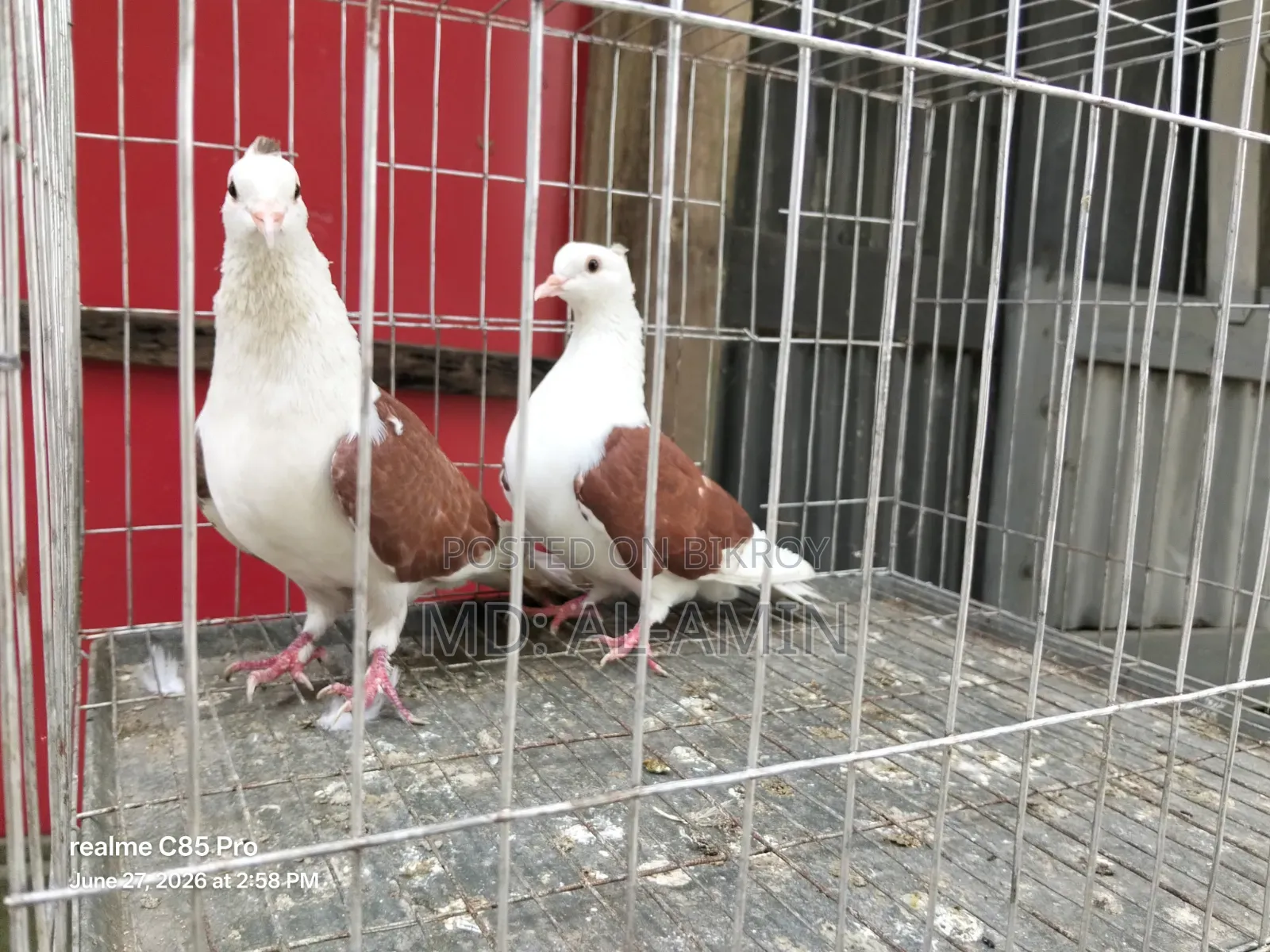 A pair of fresh Rajgolla pigeons. Price fixed.