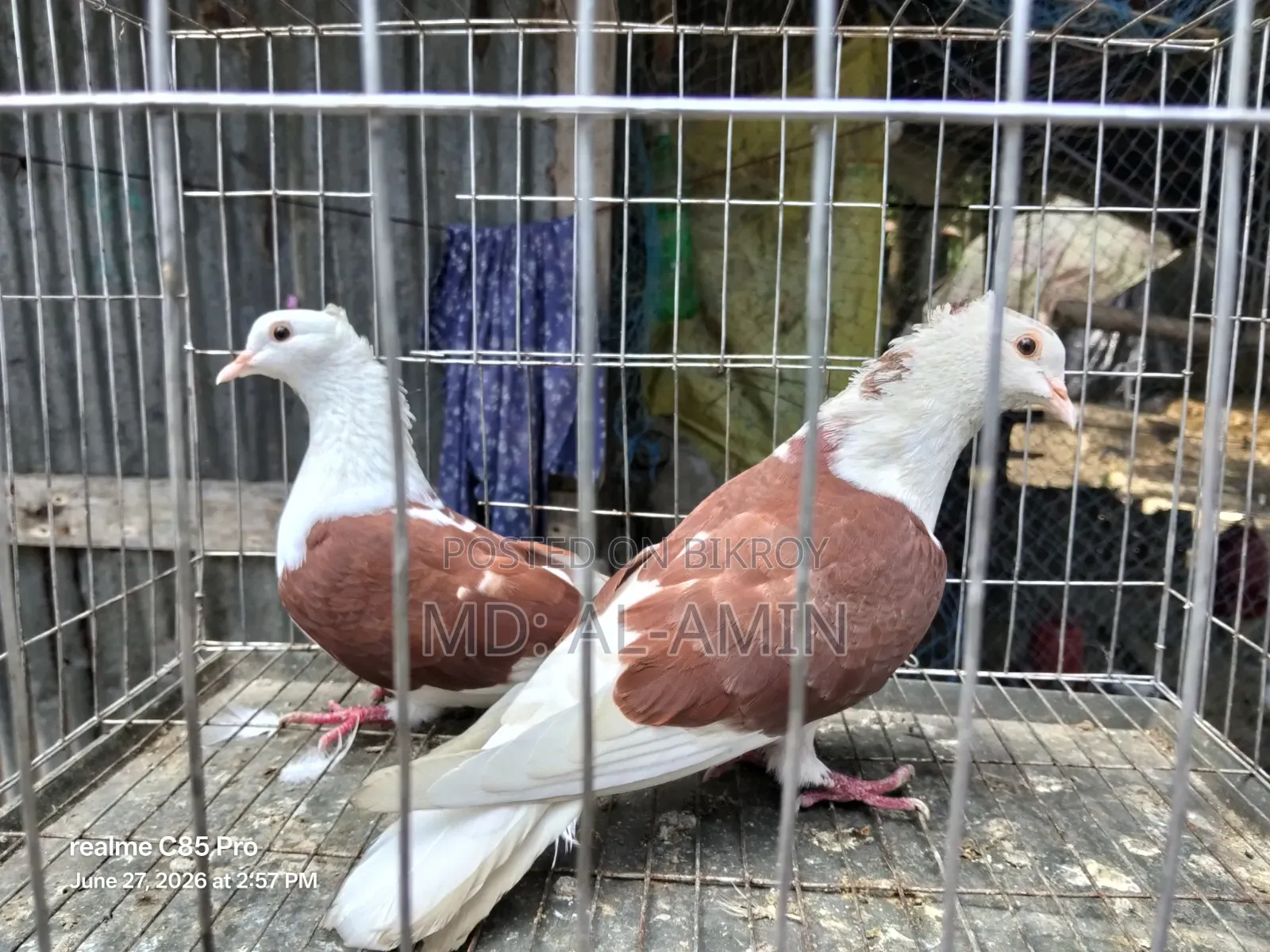 A pair of fresh Rajgolla pigeons. Price fixed.