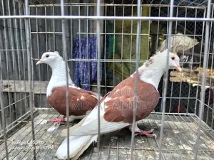 A pair of fresh Rajgolla pigeons. Price fixed.