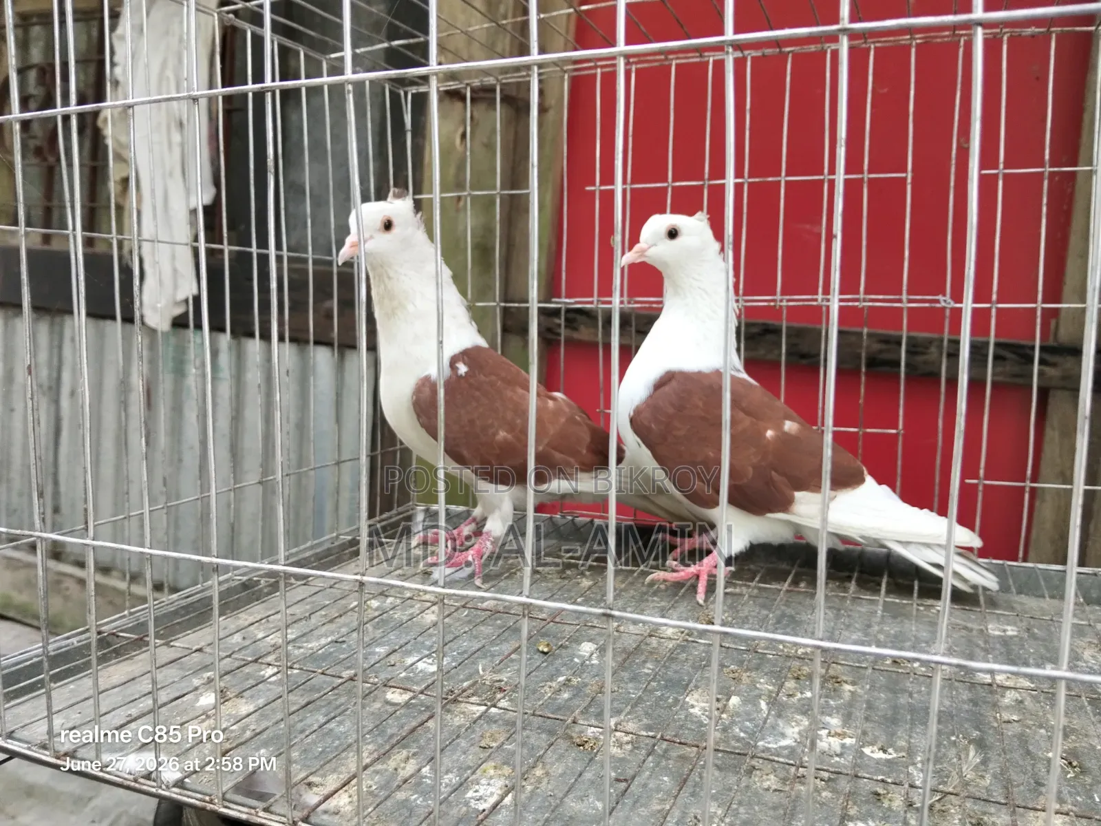 A pair of fresh Rajgolla pigeons. Price fixed.
