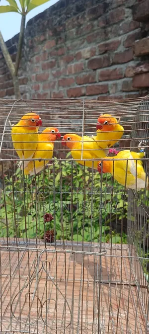 Love Birds