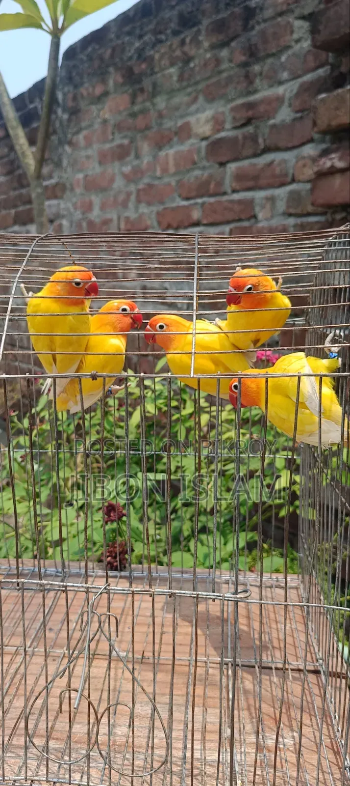 Love Birds