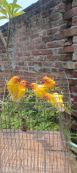 Love Birds