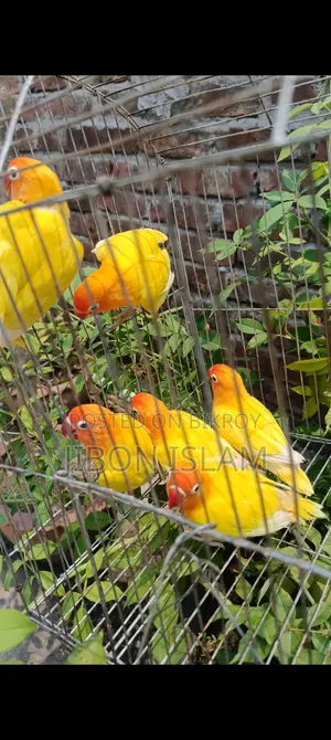 Love Birds