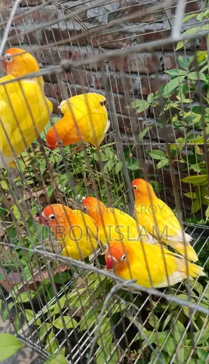 Love Birds