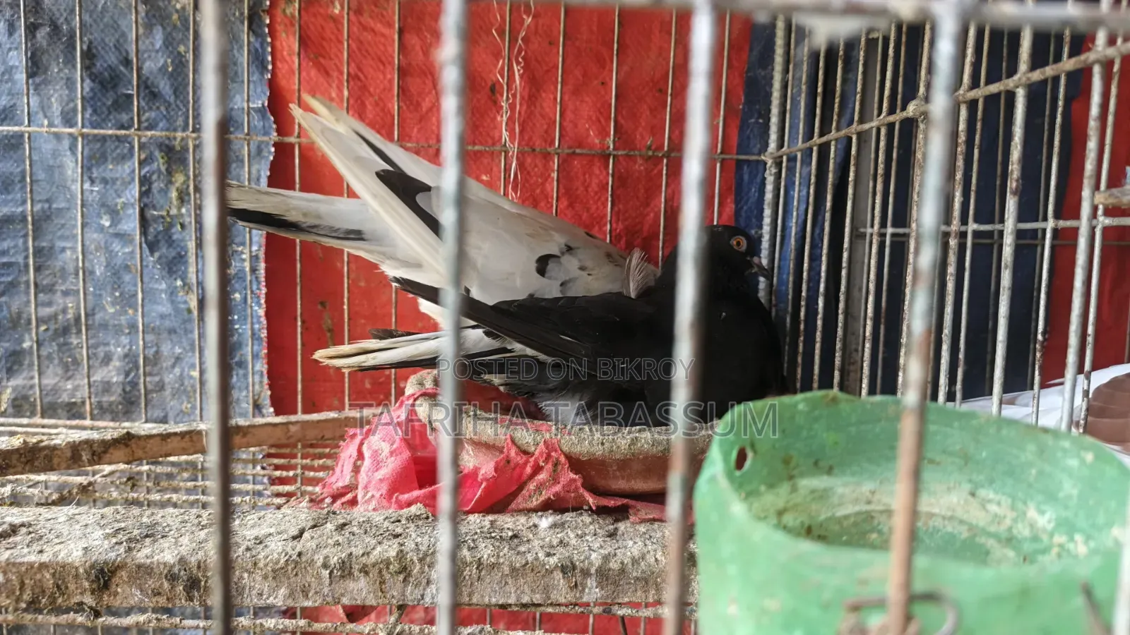 Pigeons for sale