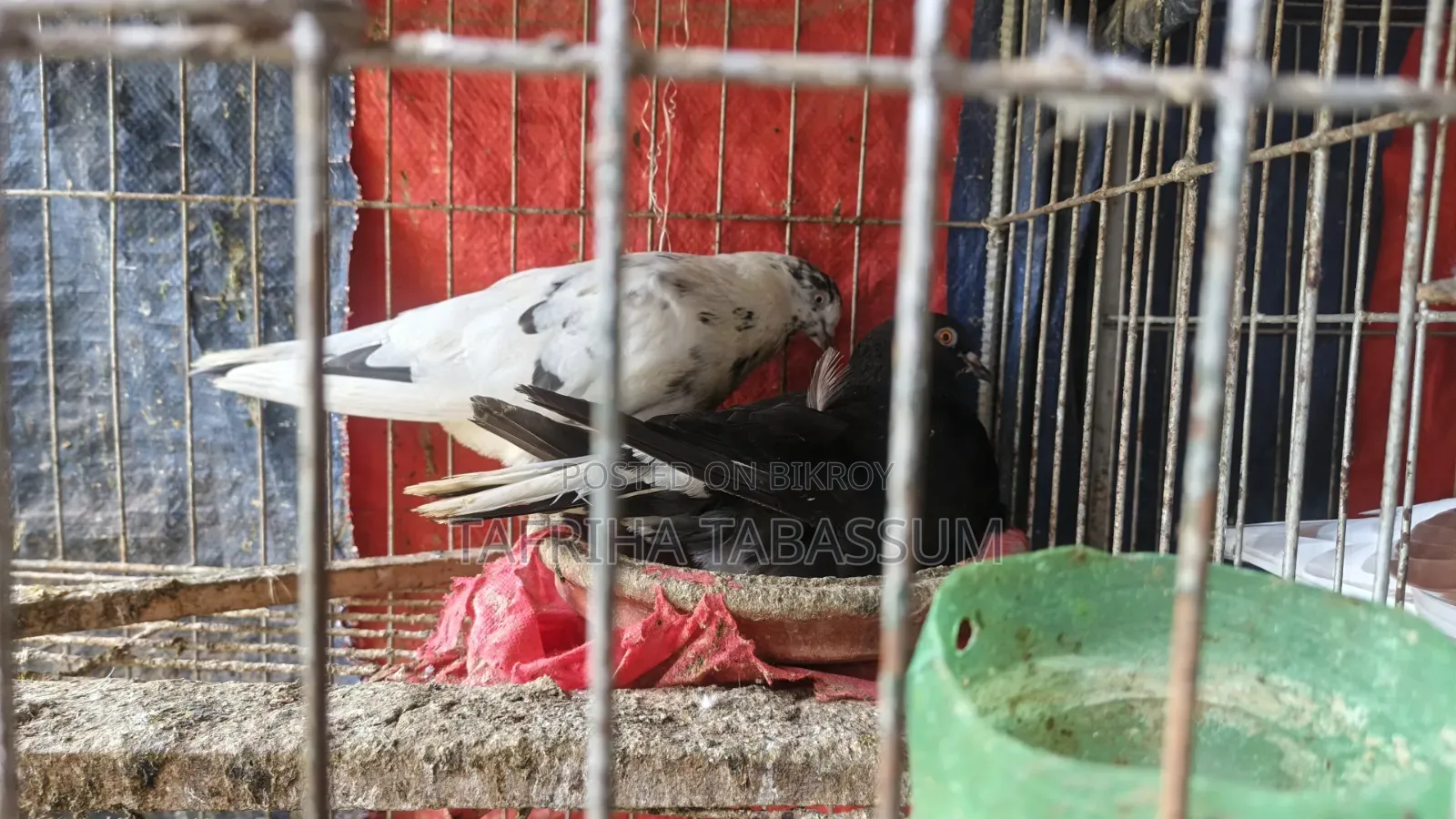Pigeons for sale