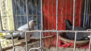 Pigeons for sale