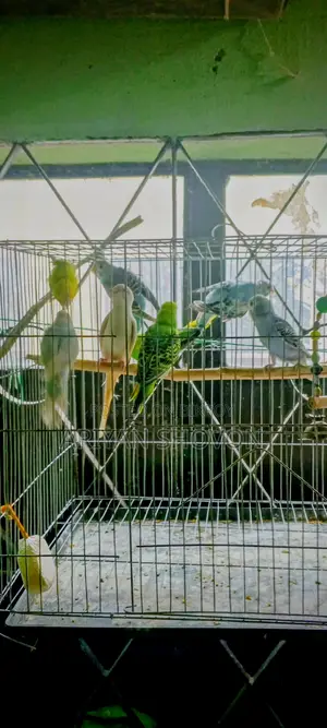 Buy Budgie birds at a low price