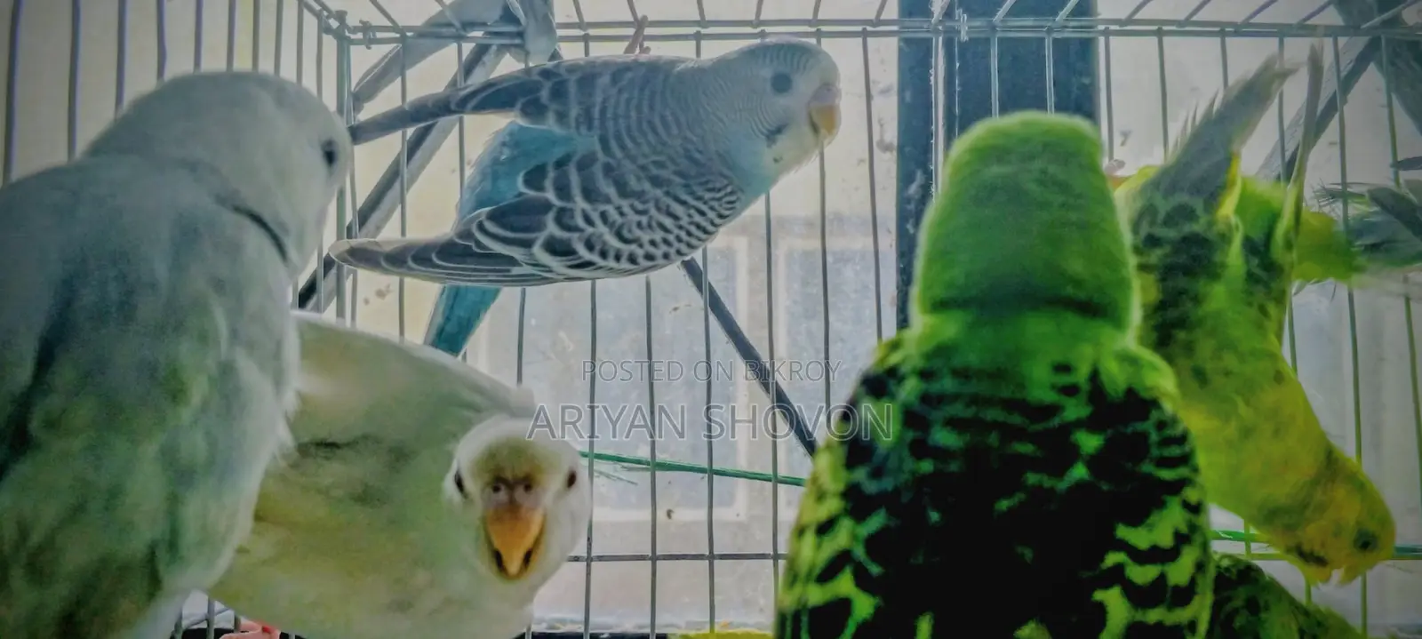 Buy Budgie birds at a low price