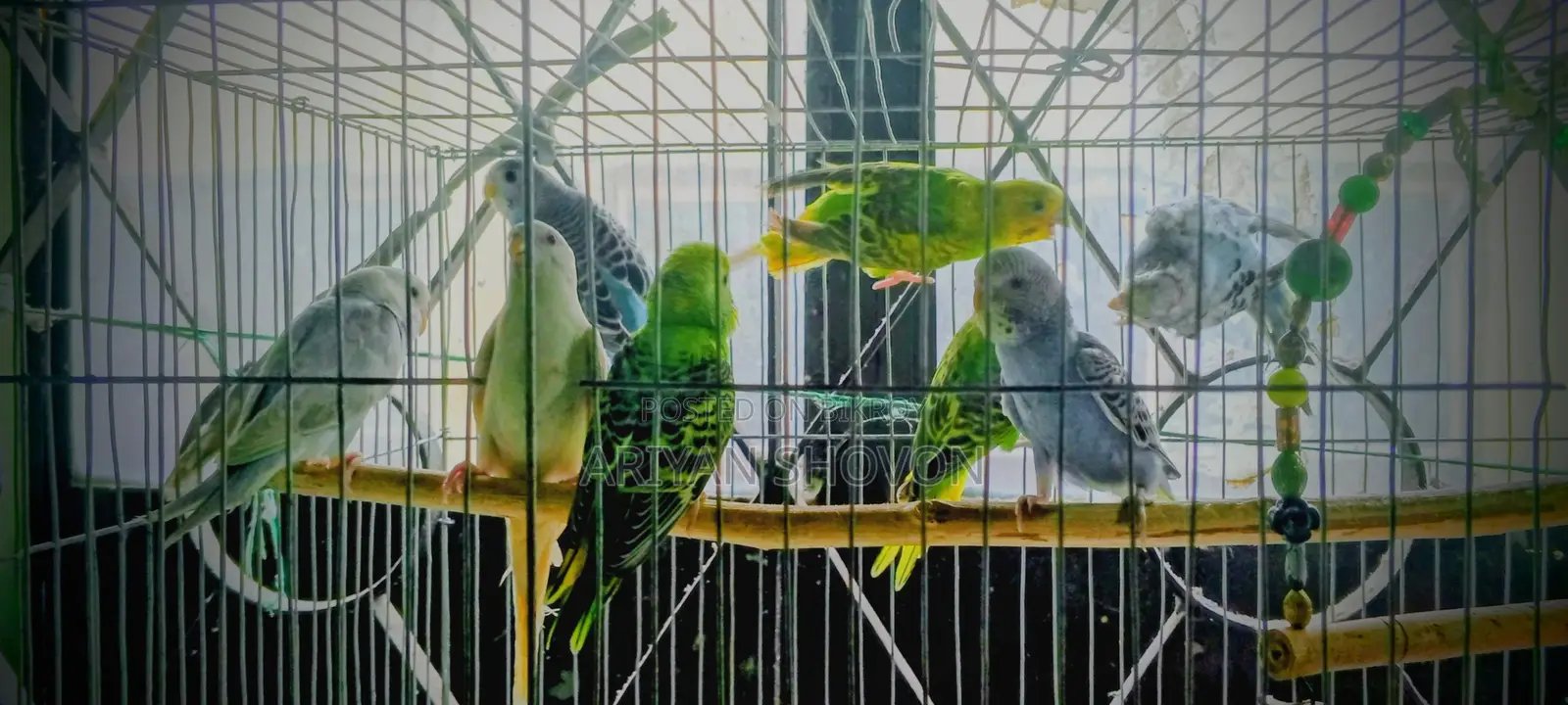 Buy Budgie birds at a low price