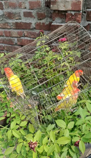 Red Heat Opaline