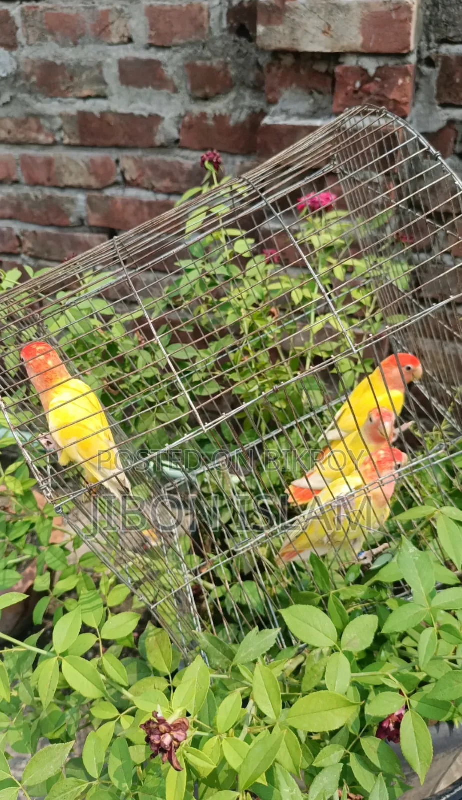 Red Heat Opaline