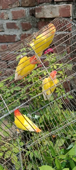 Red Heat Opaline