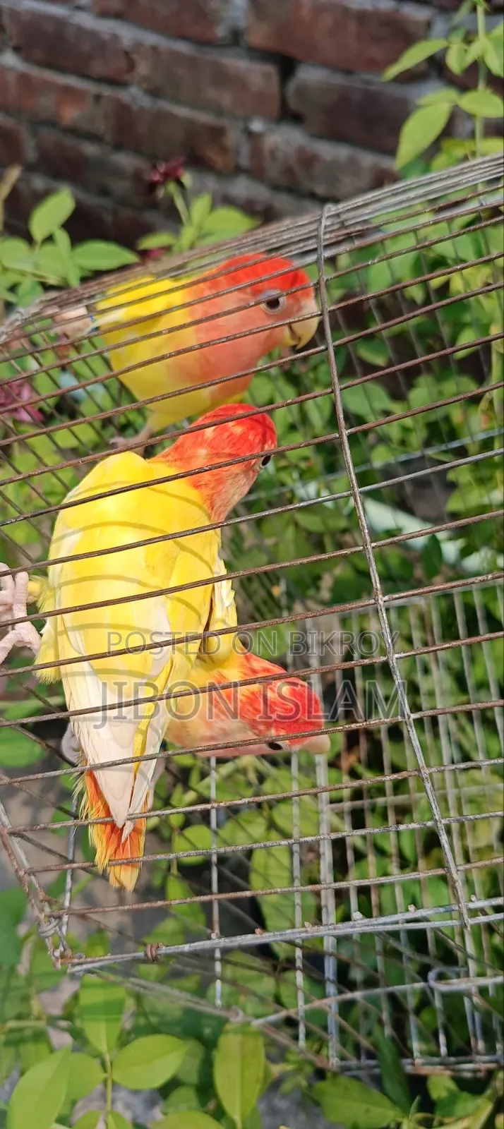 Red Heat Opaline