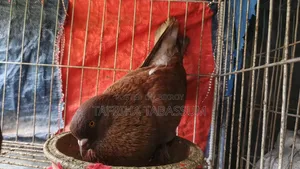 A pair of Red King pigeons for sale.