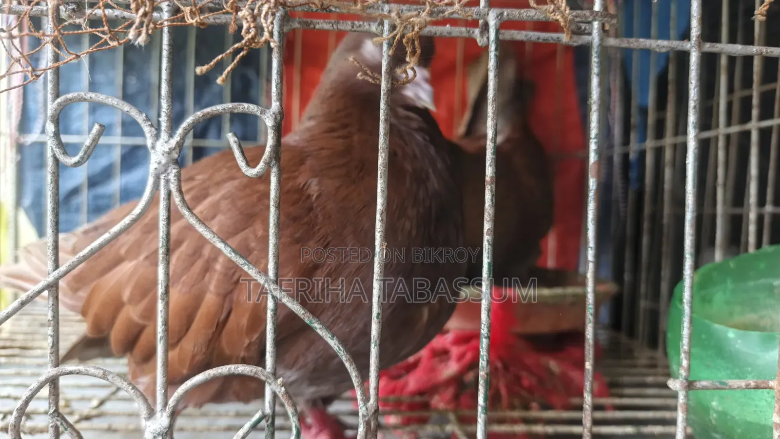 একজোড়া রেড কিং বিক্রি হবে।
