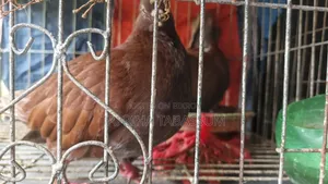 একজোড়া রেড কিং বিক্রি হবে।