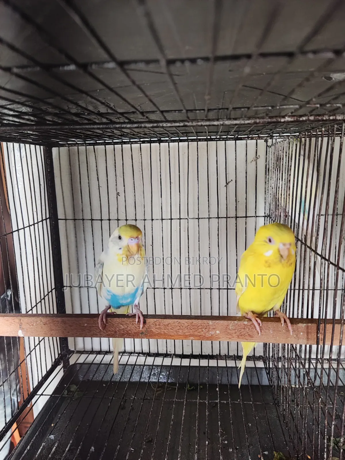 Budgerigar Birds