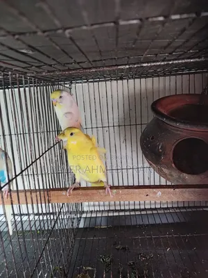 Budgerigar Birds