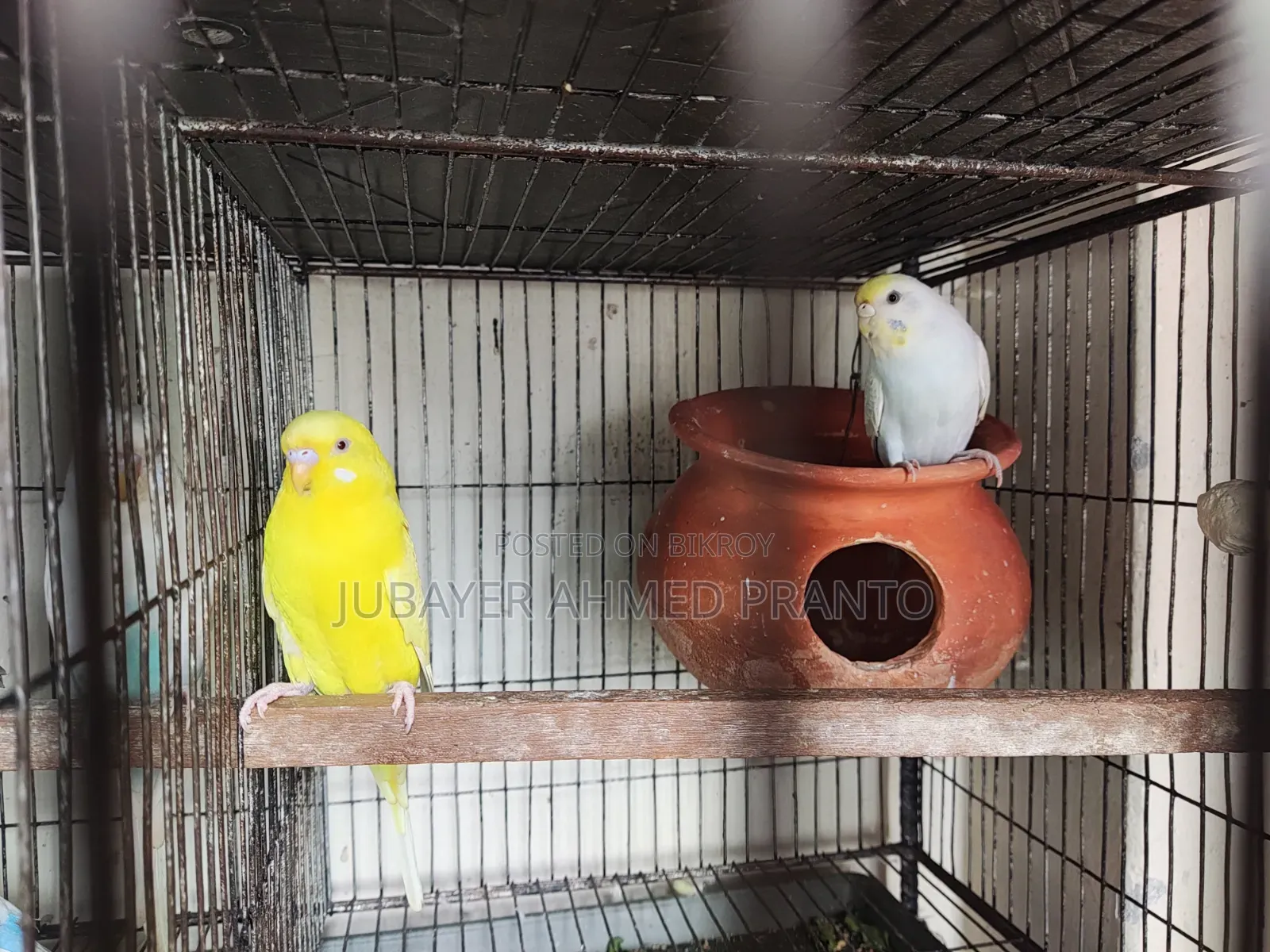 Budgerigar Birds