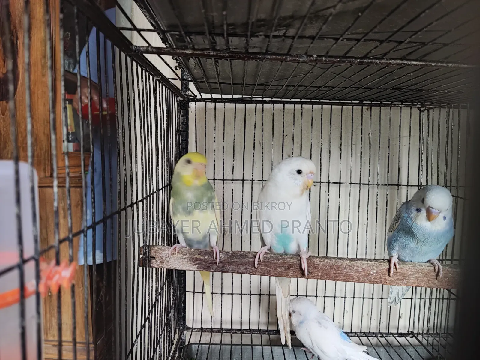 Budgerigar Birds