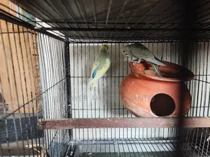 Budgerigar Birds