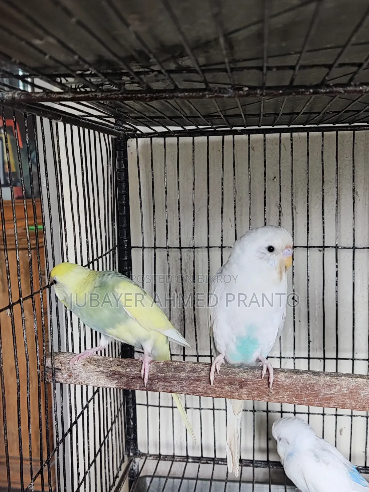 Budgerigar Birds