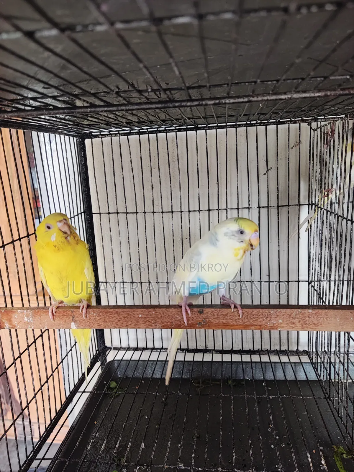 Budgerigar Birds