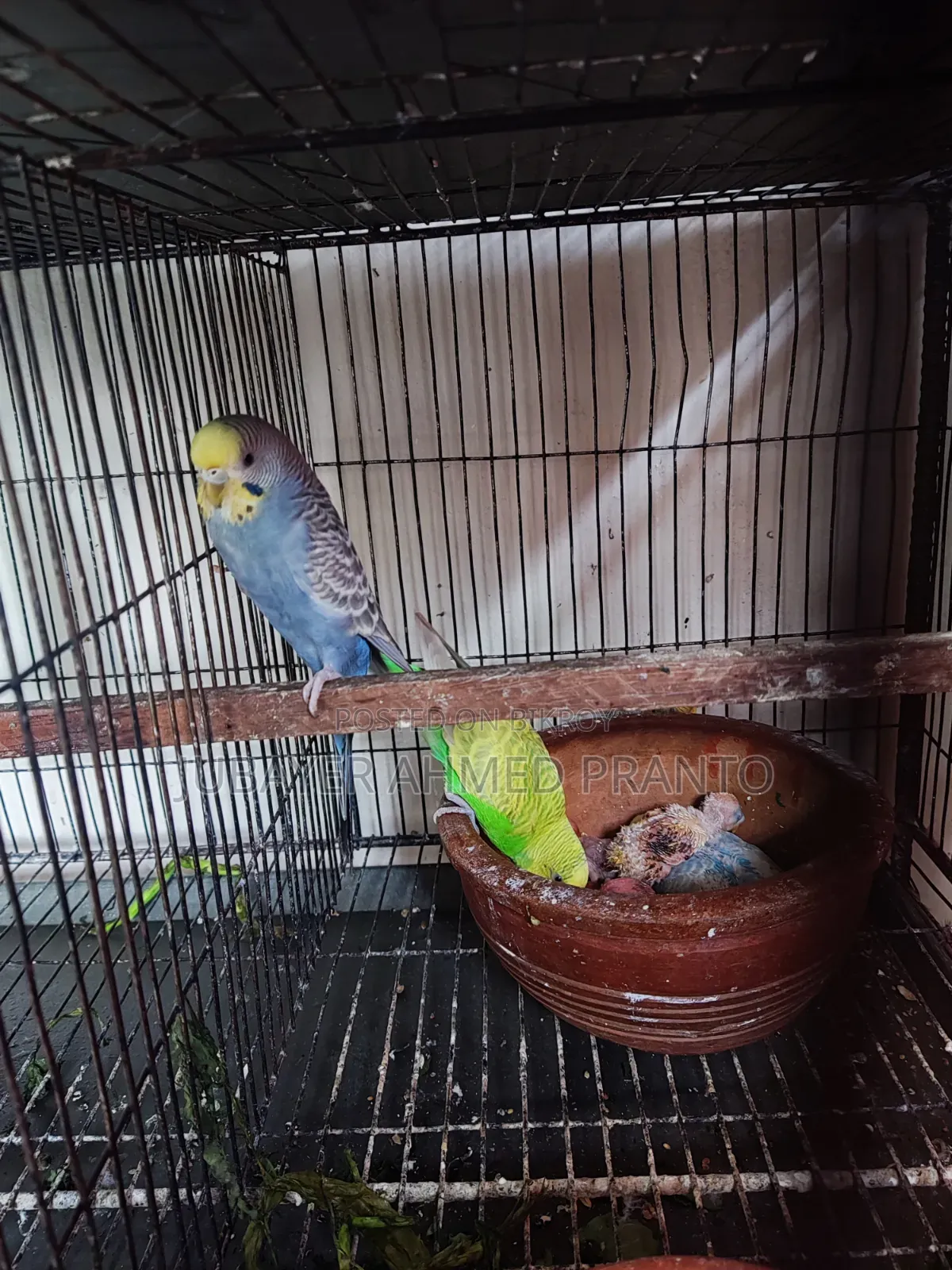 Budgerigar Birds
