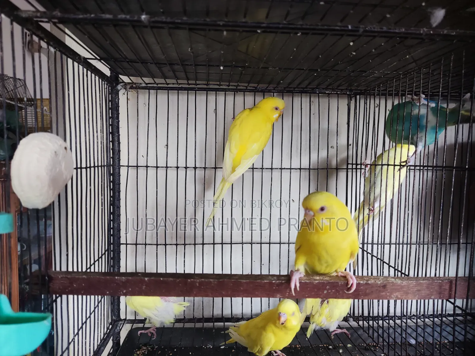 Budgerigar Birds