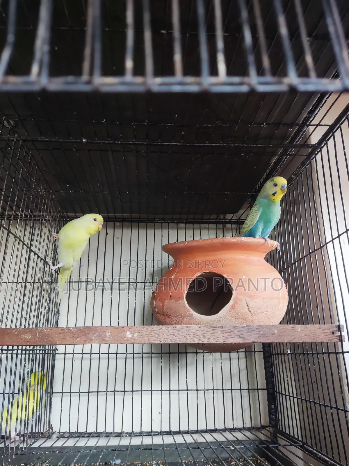 Budgerigar Birds