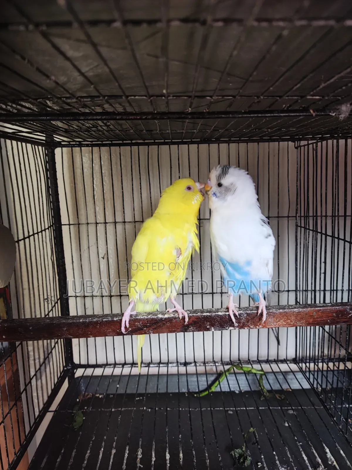 Budgerigar Birds