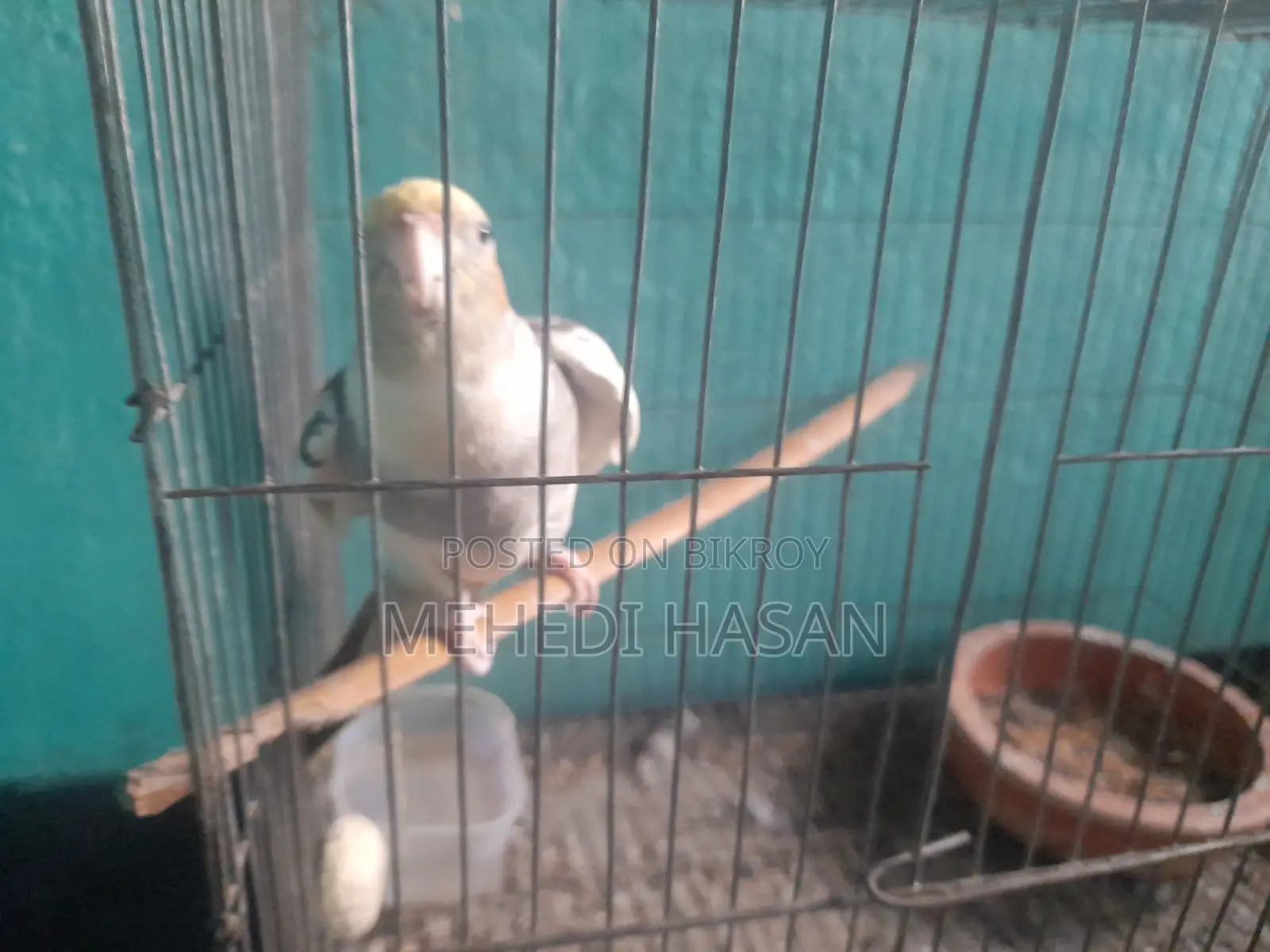 Cockatiel Adult Male